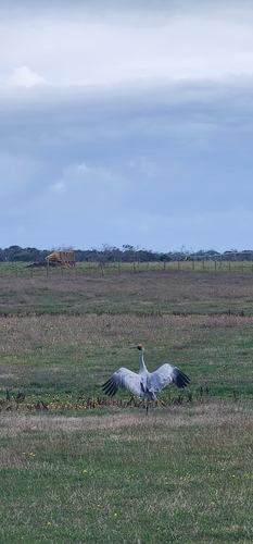 Brolga