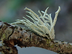 Niebla cephalota