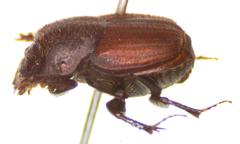 Onthophagus anthracinus