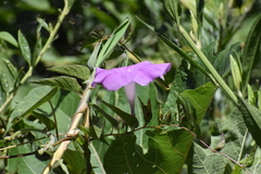 Ipomoea dumosa