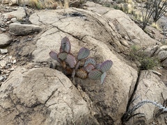 Opuntia macrocentra macrocentra