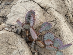 Opuntia macrocentra macrocentra