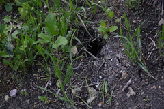 Castorimorpha