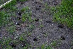 Castorimorpha