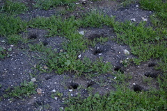 Castorimorpha