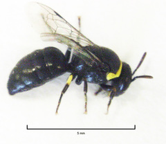 Hylaeus euxanthus