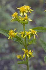 Solidago cuprea