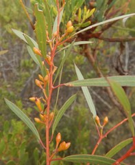 Eucalyptus leptophylla