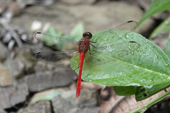 Rhodopygia hinei