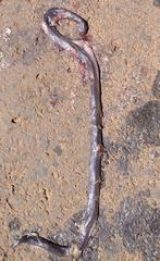 Atractaspis duerdeni