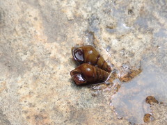 Semisulcospiridae