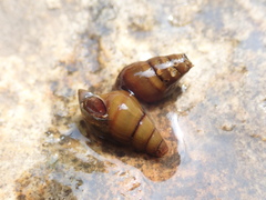 Semisulcospiridae
