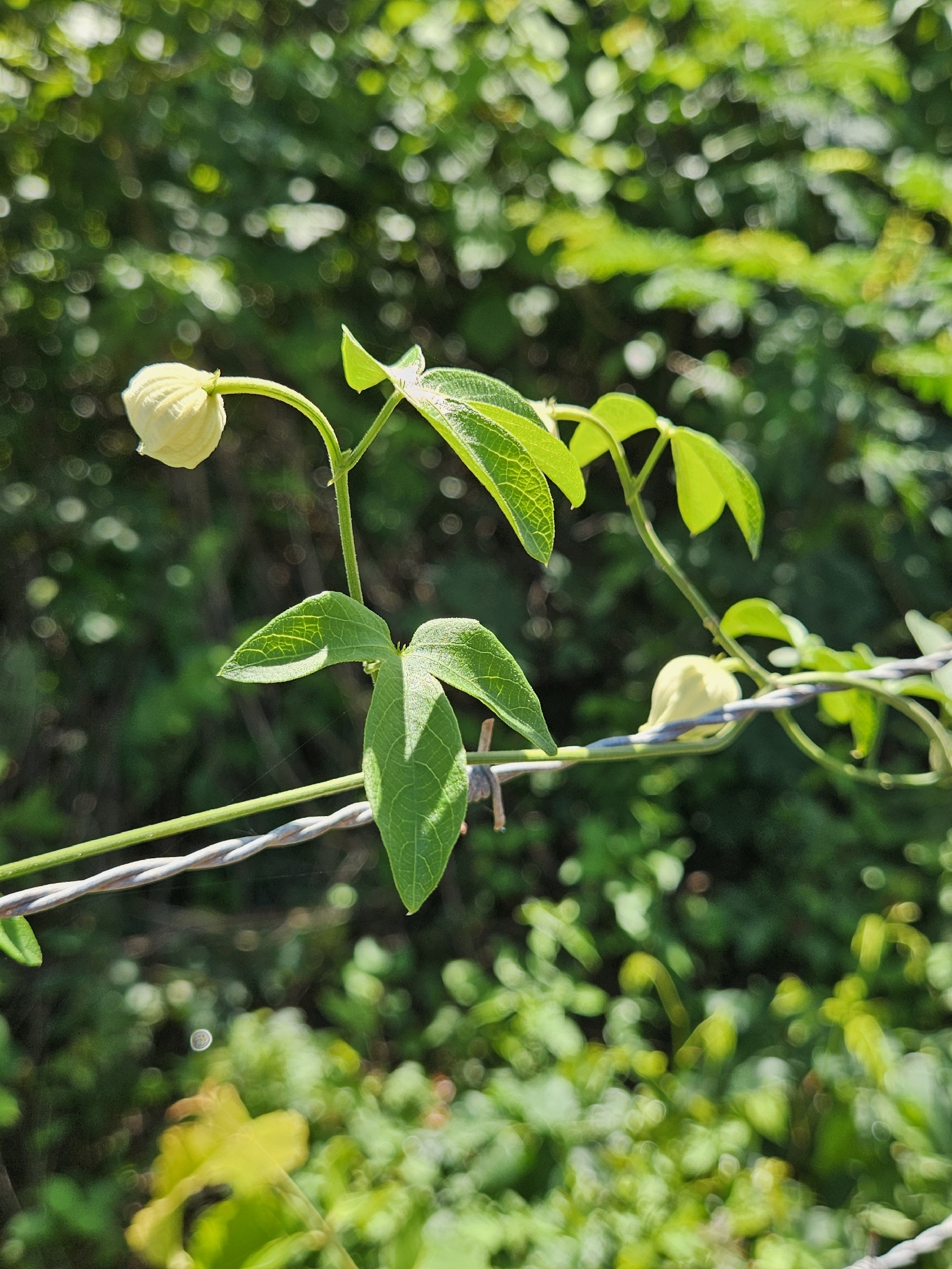 Dalechampia fernandesii
