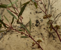 Eucalyptus leptophylla