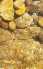 Lepidoblennius marmoratus