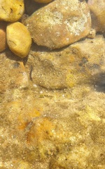 Lepidoblennius marmoratus