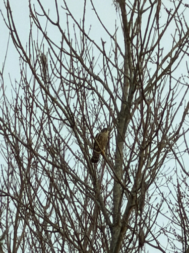 Merlin observed by mattymac15