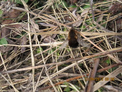 Bombylius discolor