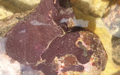 Chelonaplysilla violacea