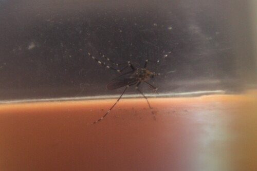 iNaturalist observation photo of Aedes