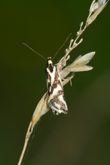 Epithymema incomposita