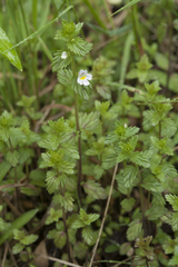 Euphrasia maximowiczii