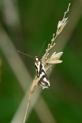 Epithymema incomposita