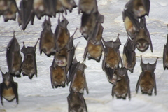 Chilonatalus tumidifrons