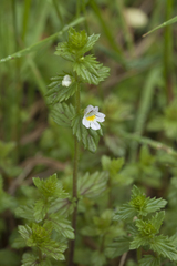 Euphrasia maximowiczii