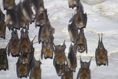 Chilonatalus tumidifrons