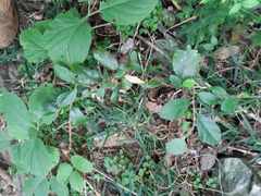 Solanum mentiens