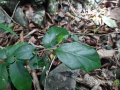 Solanum mentiens