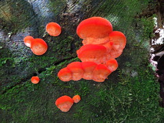 Aurantiporus pulcherrimus