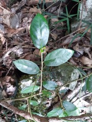 Solanum mentiens