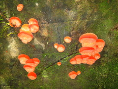 Aurantiporus pulcherrimus