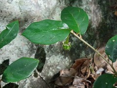 Solanum mentiens