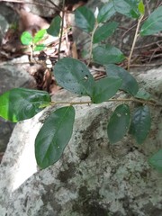 Solanum mentiens