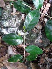 Solanum mentiens