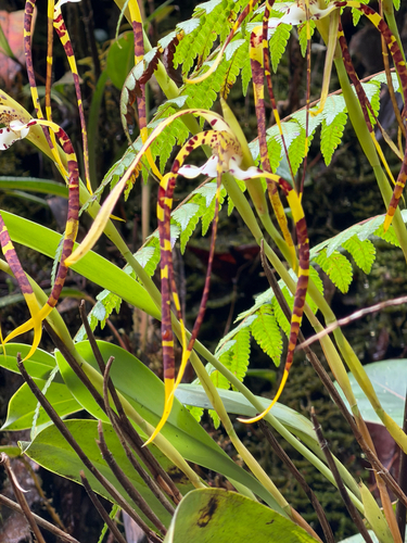 Maxillaria speciosa, photograph 6