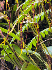 Maxillaria speciosa, photograph (c) Ryan F. Mandelbaum, some rights reserved (CC BY)