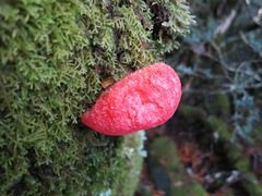 Aurantiporus pulcherrimus