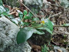 Solanum mentiens