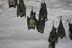 Chilonatalus tumidifrons