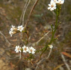 Ixodia achillaeoides