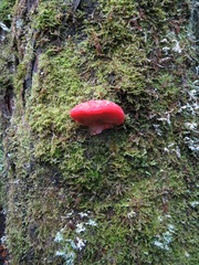 Aurantiporus pulcherrimus