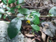 Solanum mentiens