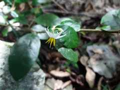Solanum mentiens