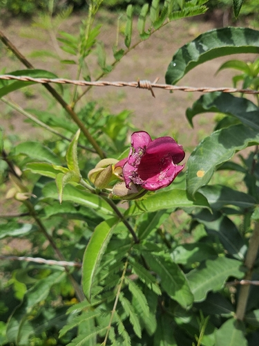 Purple Allamanda