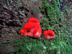 Aurantiporus pulcherrimus