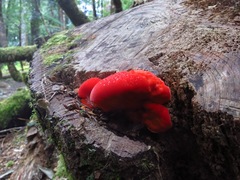 Aurantiporus pulcherrimus